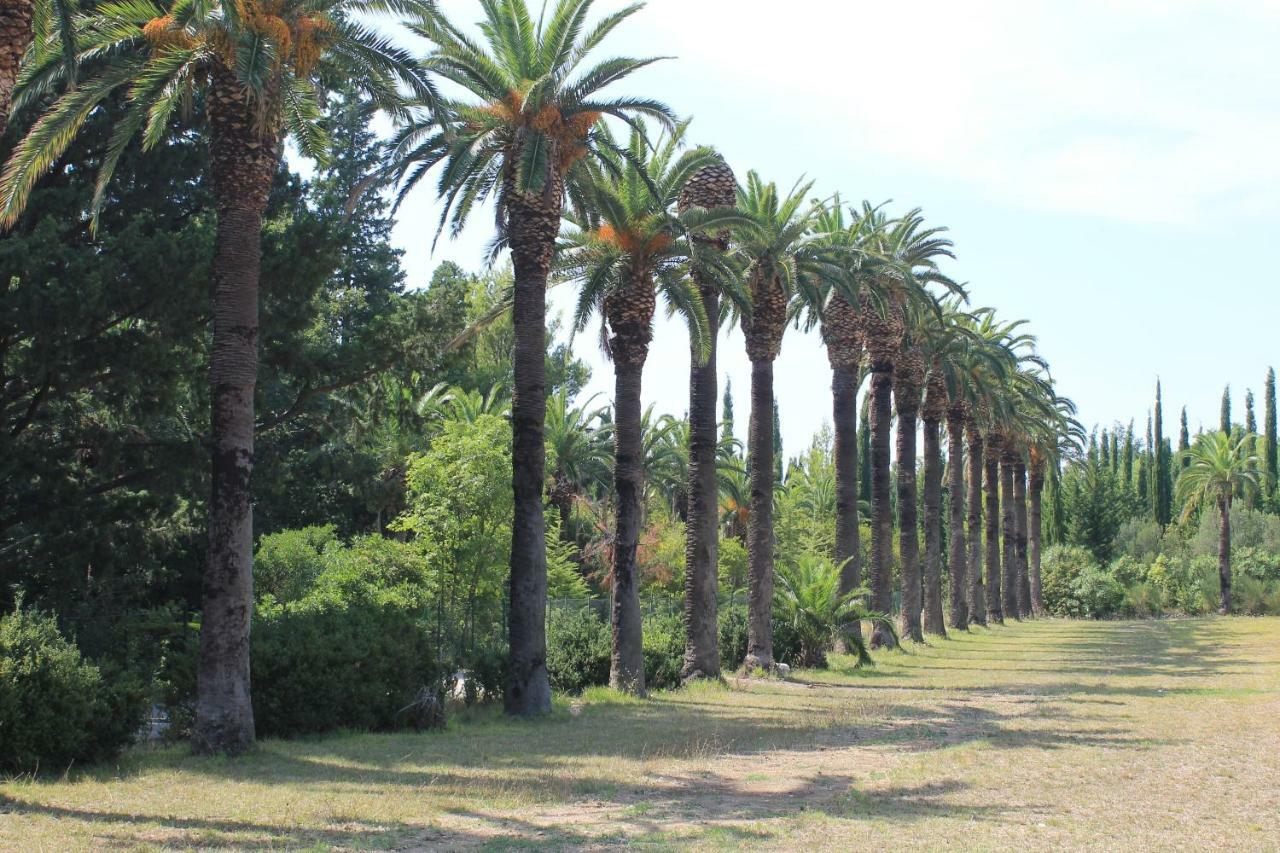 Platana Trsteno